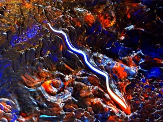 Disegno