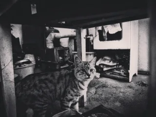 Естетика Моріями