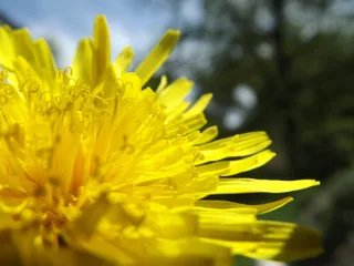 Кульбабка