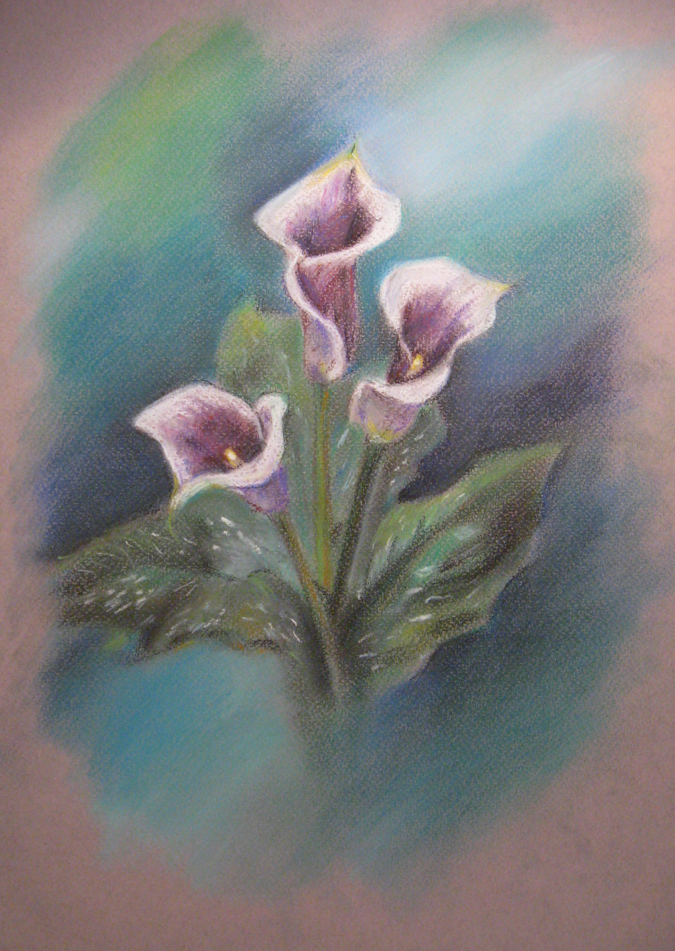 Каллы