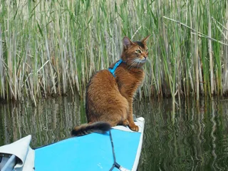 Морський котик