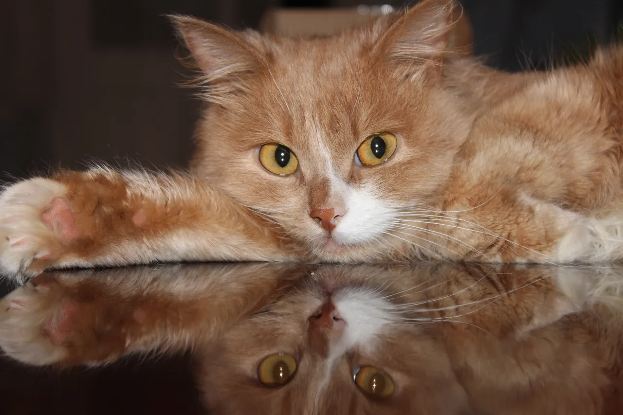 мой котеич )