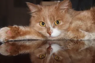 мой котеич )
