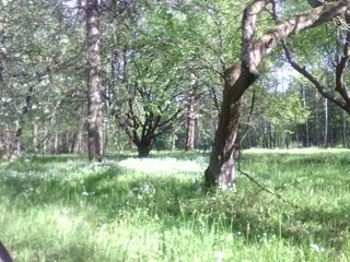 урочище Нечимне