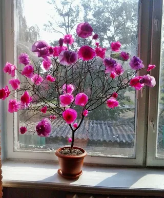 ДеРеВо "Сакура"