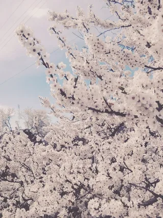 Цвіт