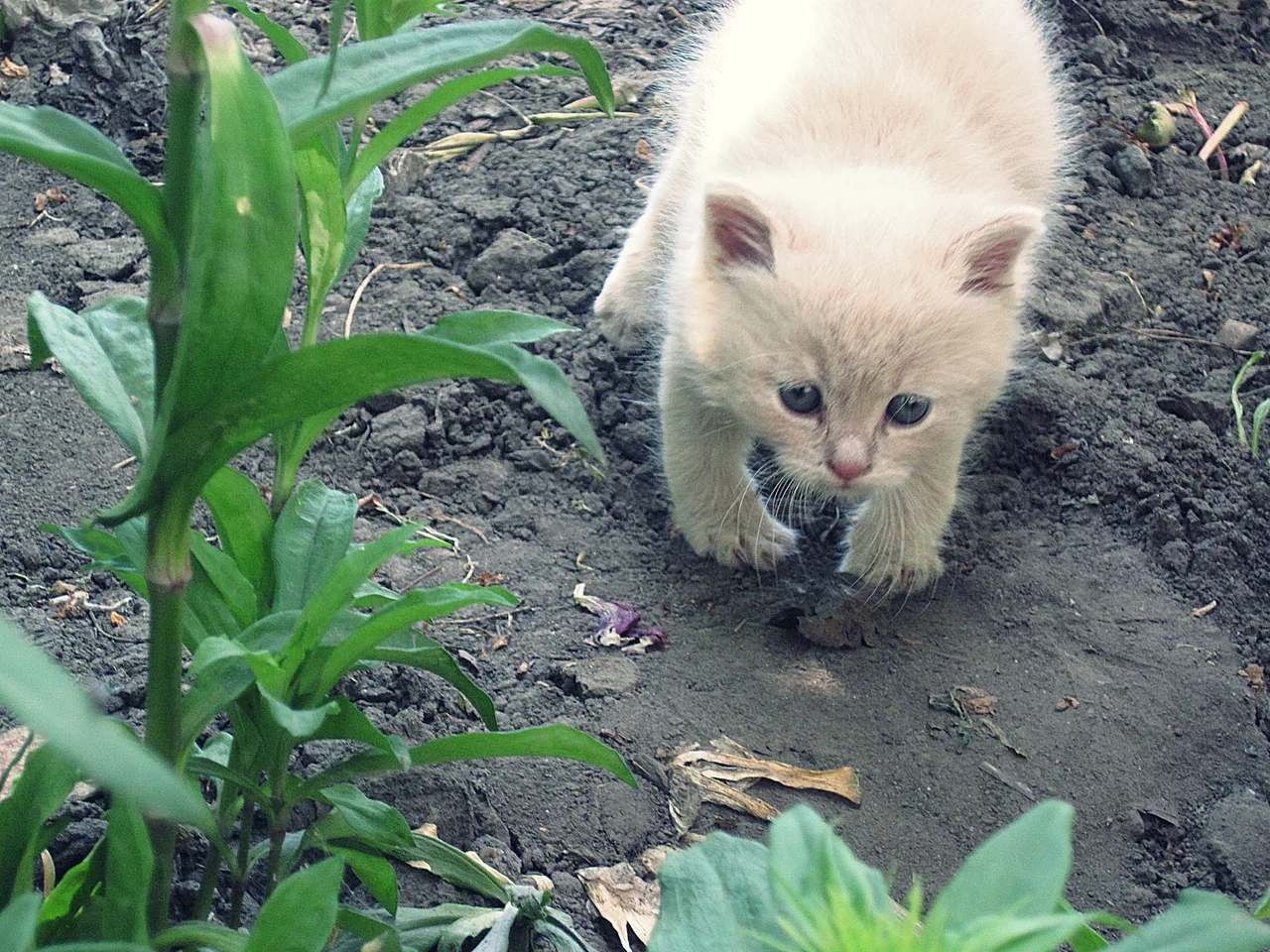 котик)