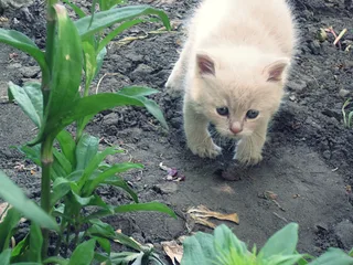 котик)