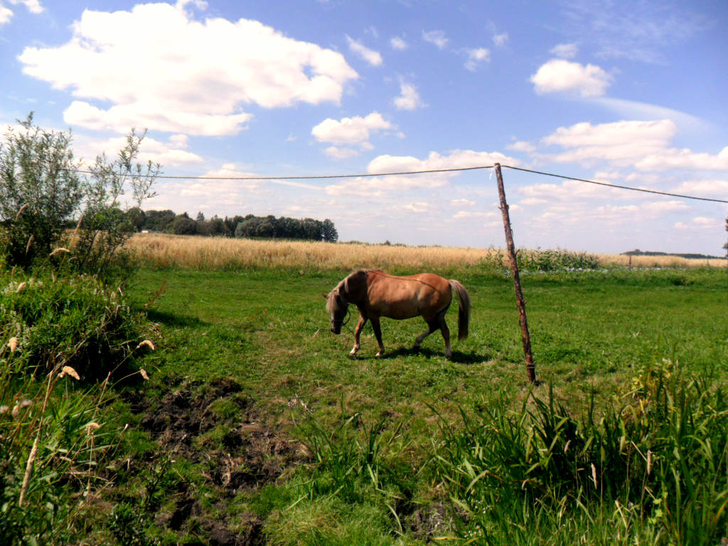 Коник