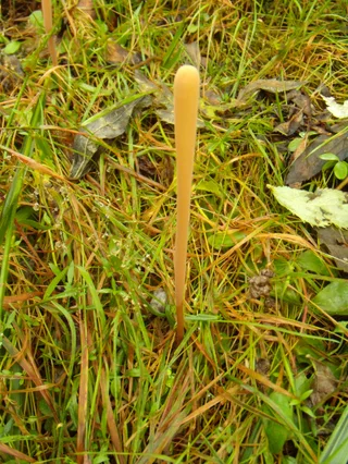 clavariadelphus pistillaris -Клаваріадельф товкачиковий- Рогатик пестиковый а з чешської - палиця геркулеса