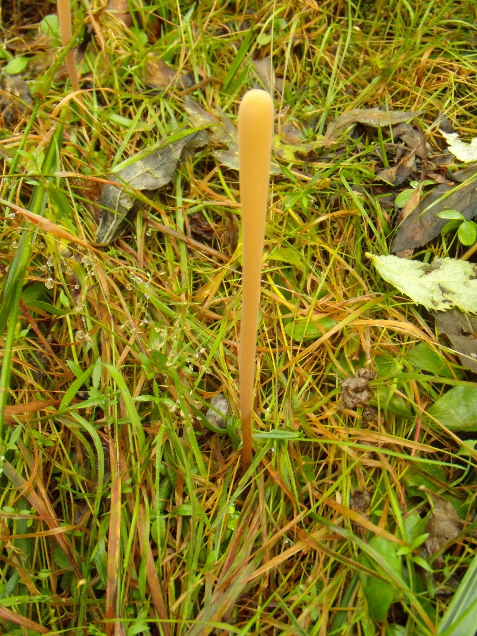 clavariadelphus pistillaris -Клаваріадельф товкачиковий- Рогатик пестиковый а з чешської - палиця геркулеса