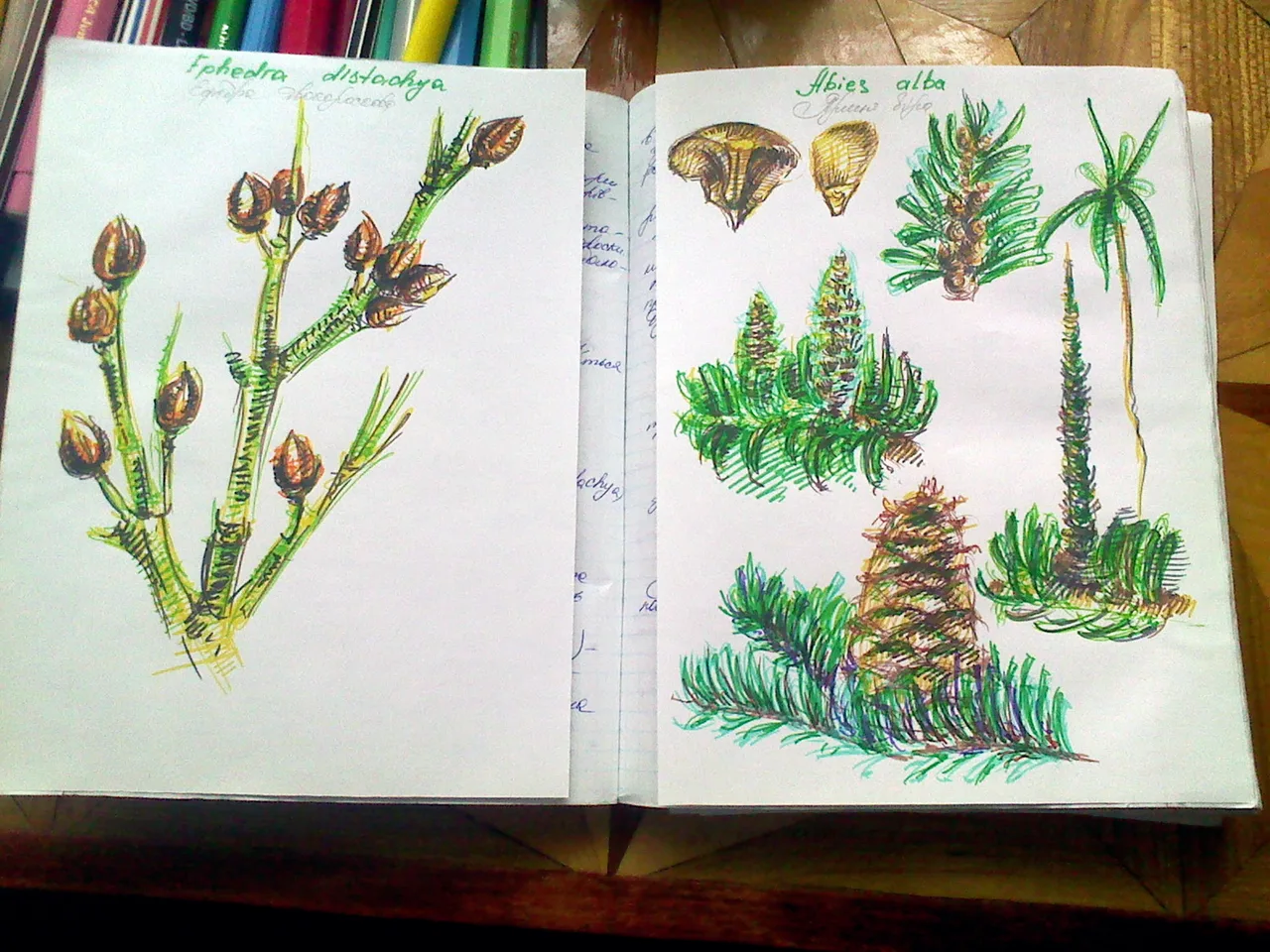 Disegno