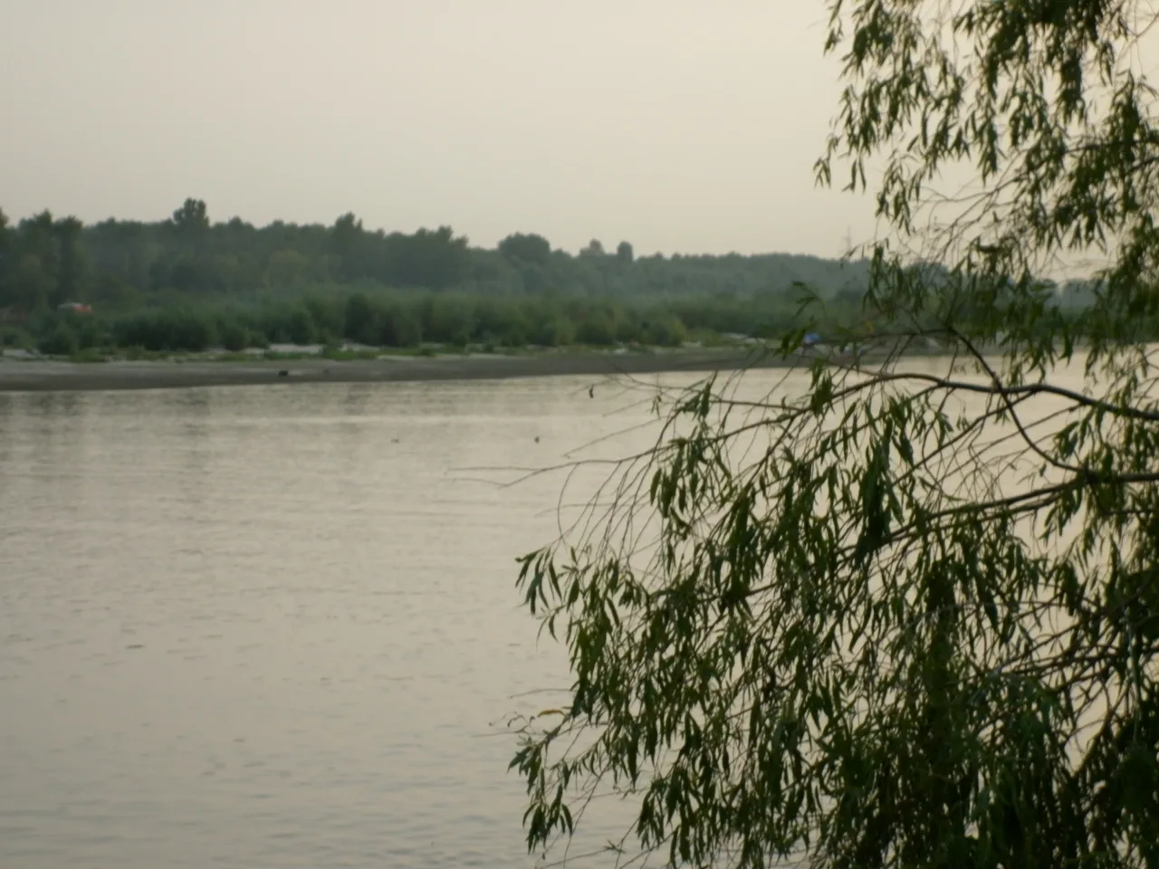 зачарована десна
