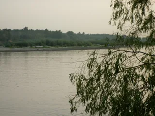 зачарована десна