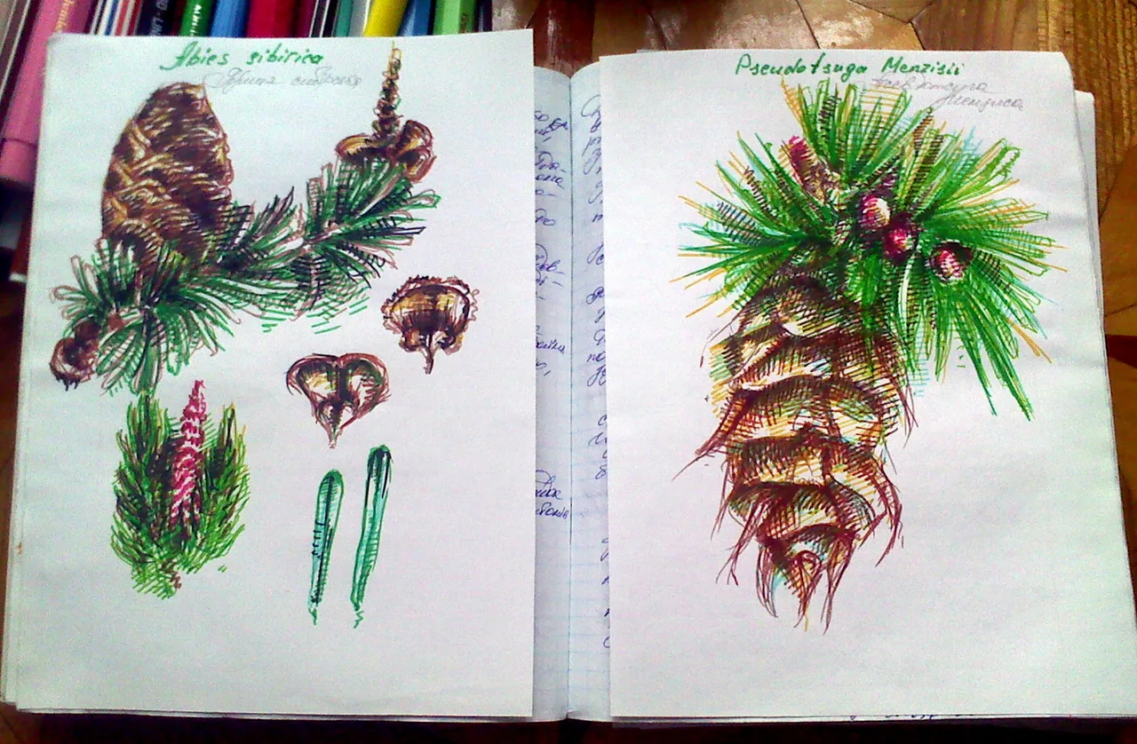 Disegno