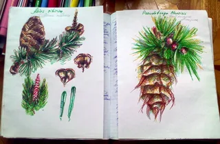 Disegno