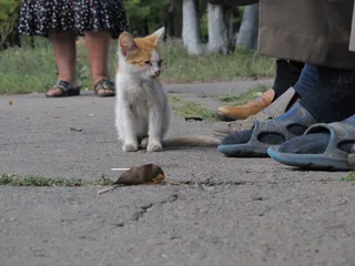 Найкращий сусід