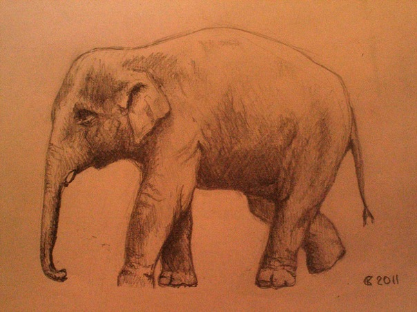 слоненя