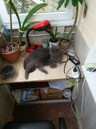 Кіт Гендальф :3