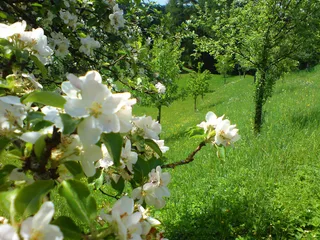 Blütenbäume