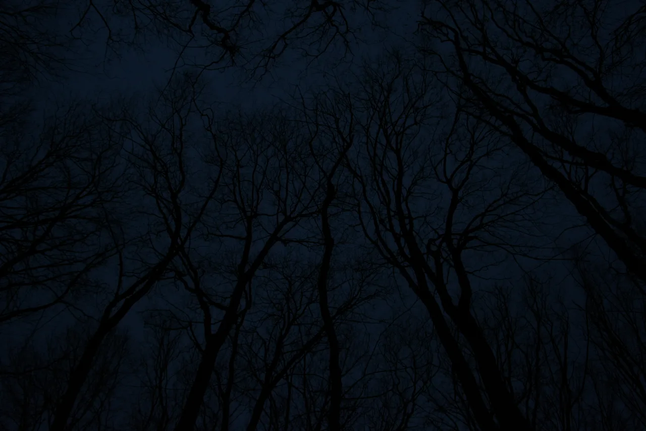 Night forest