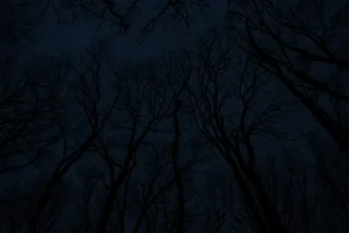 Night forest