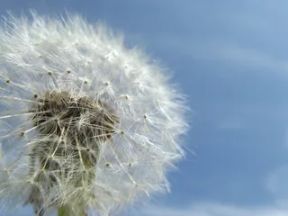 Кульбаба