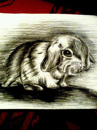 Disegno