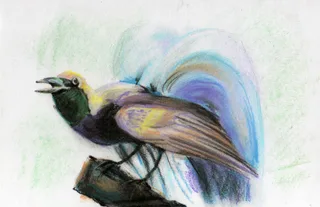Disegno