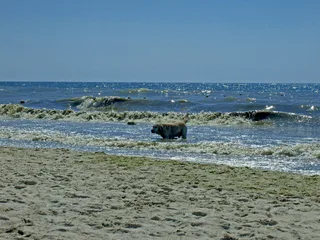 Морський пес