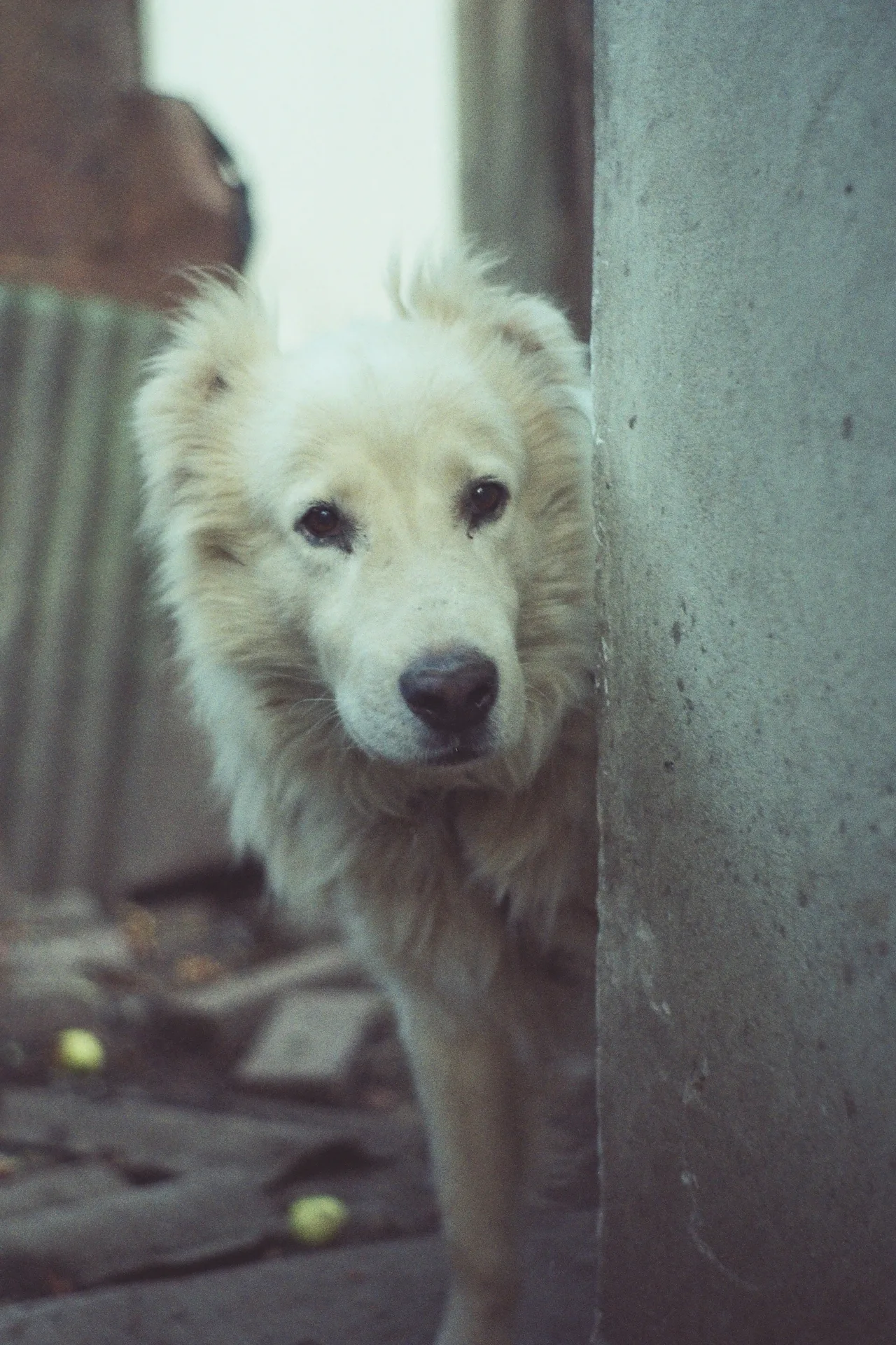 my dog ;)