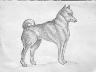 Disegno