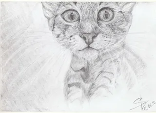 Кошки тоже фотографируются на паспорт ^^