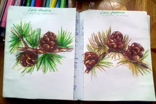 Disegno