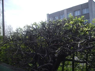 Чагарничок