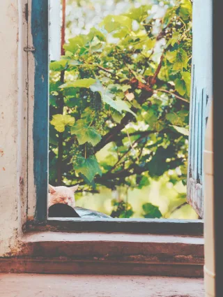 Затишні котячі мрії