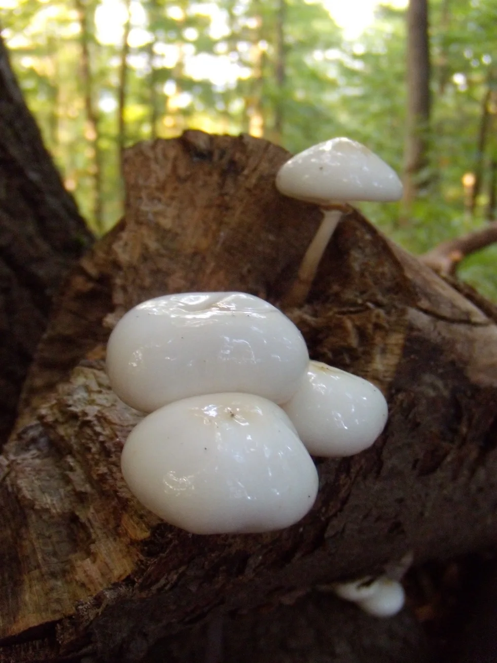 Oudemansiella mucida