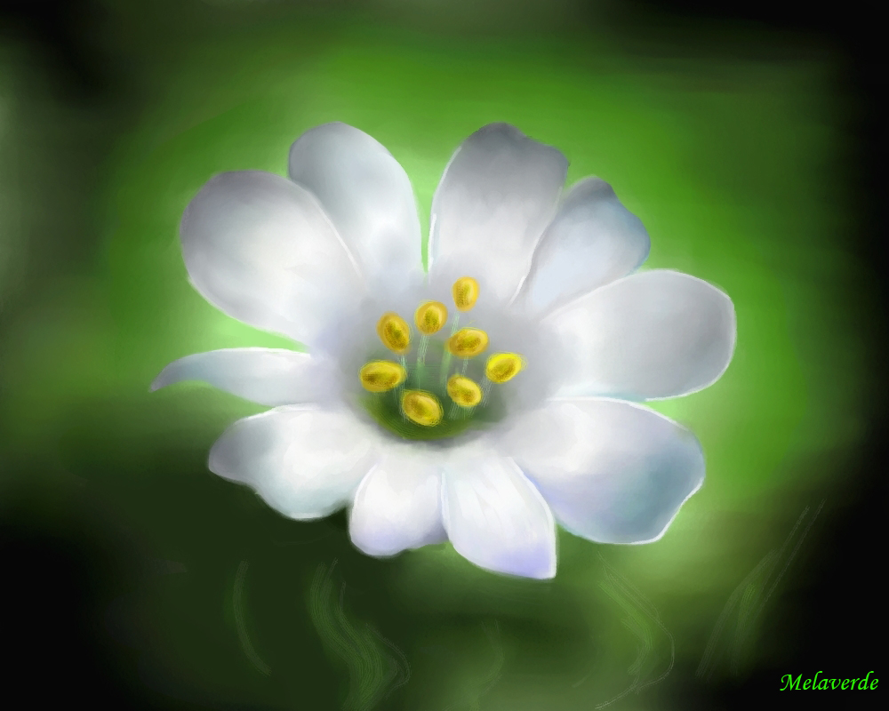Un fiore