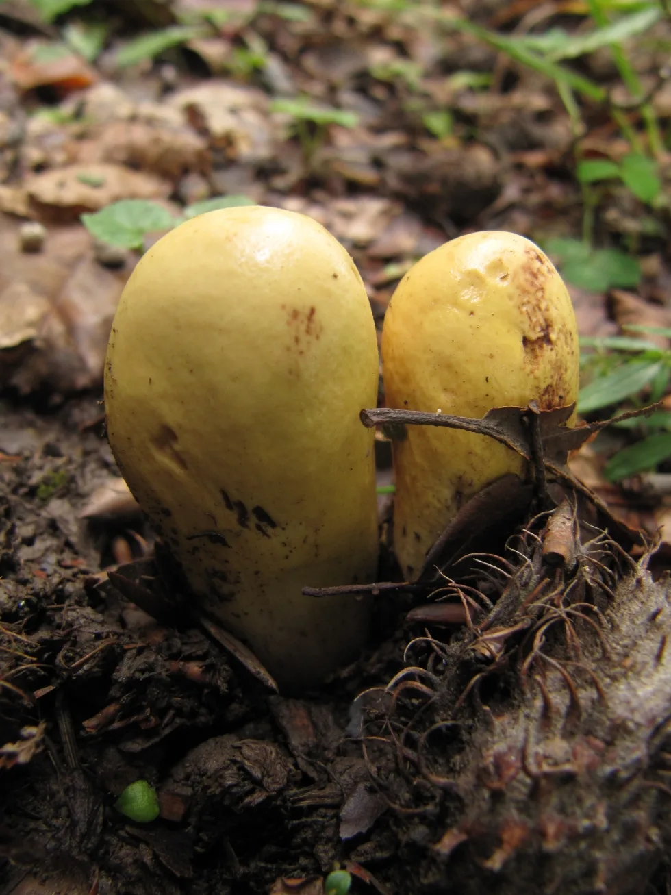 Clavariadelphus ligula -Клаваріадельф язичковий