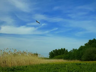 Лелека