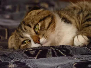 улюбленець