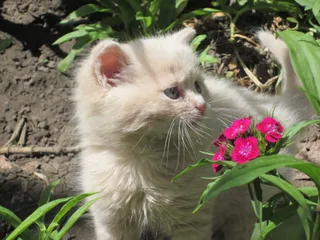 Кошенятко