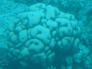Хтось згубив свій мозок на дні моря
