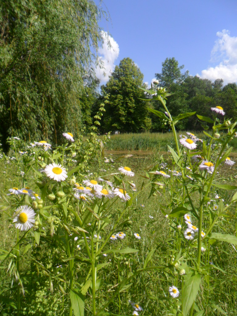 Фарбами літа