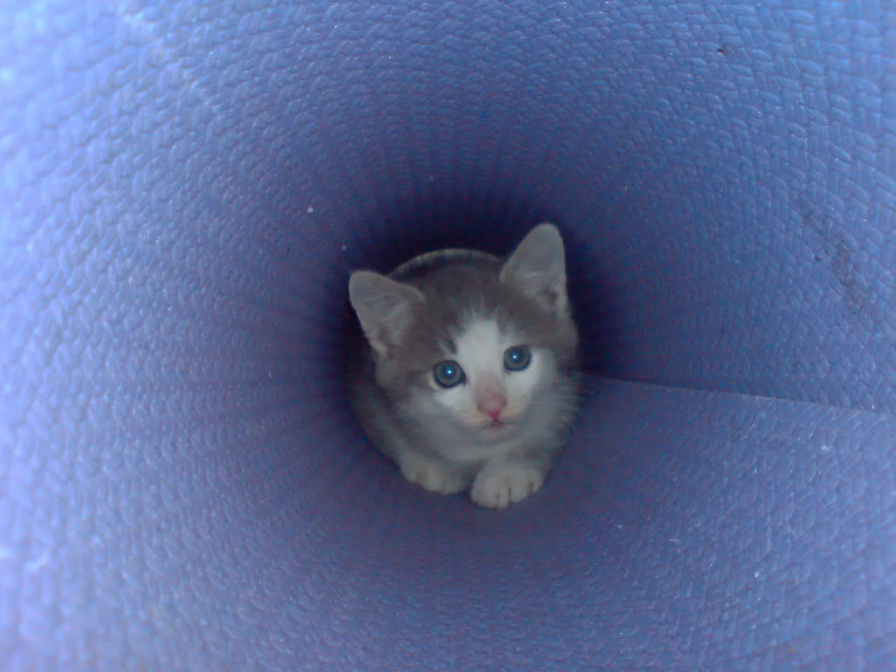 Кошеня