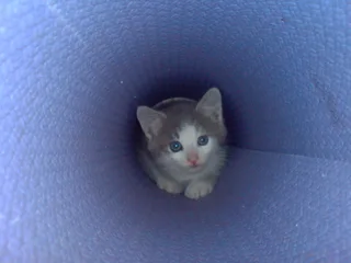 Кошеня