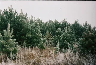 Сосни