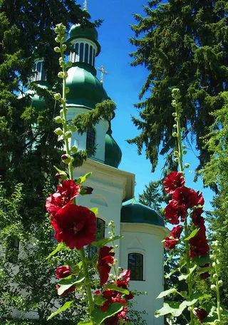 У квітах