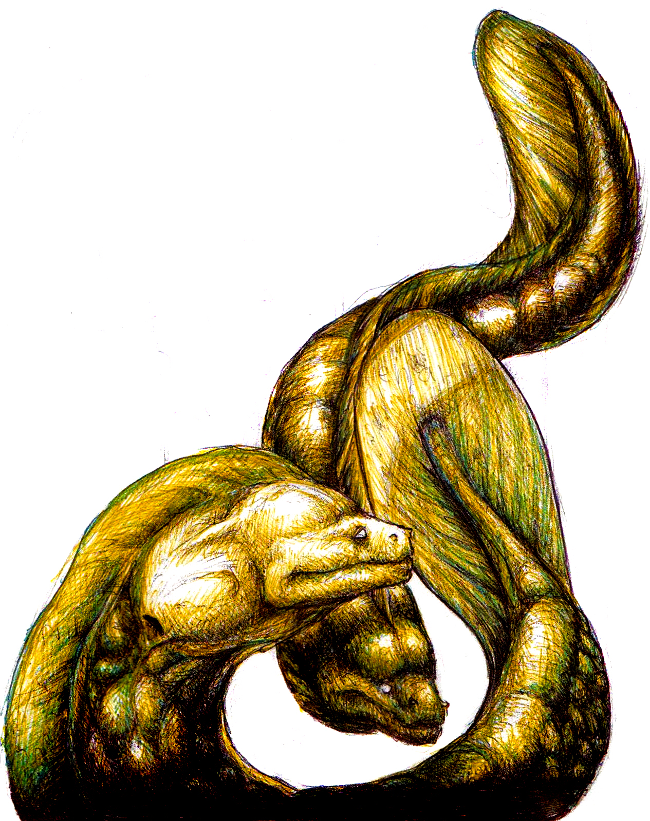 Moray