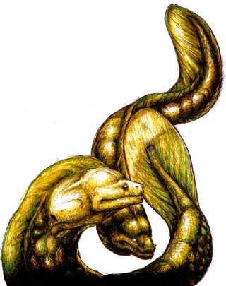 Moray